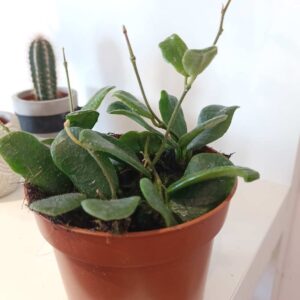 Hoya Rotundiflora