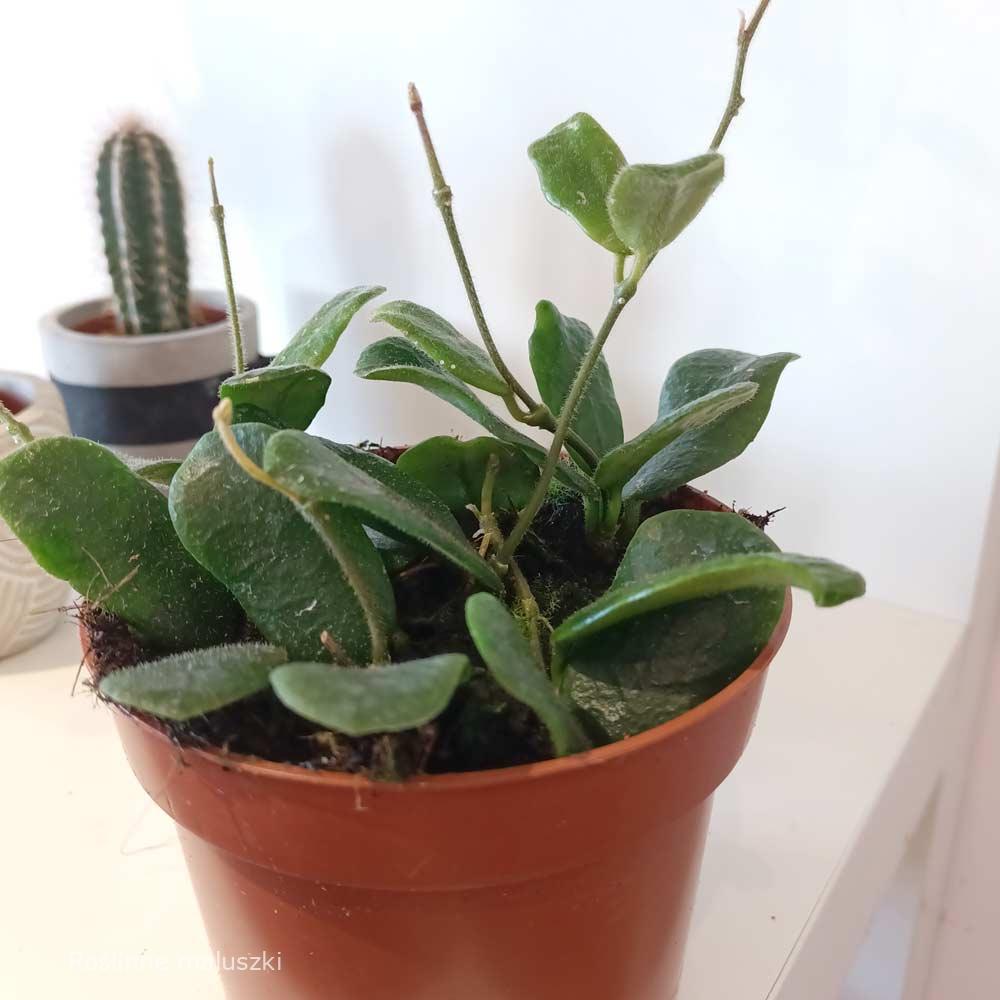 Hoya Rotundiflora