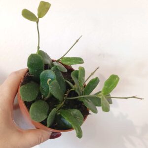 Hoya Rotundiflora