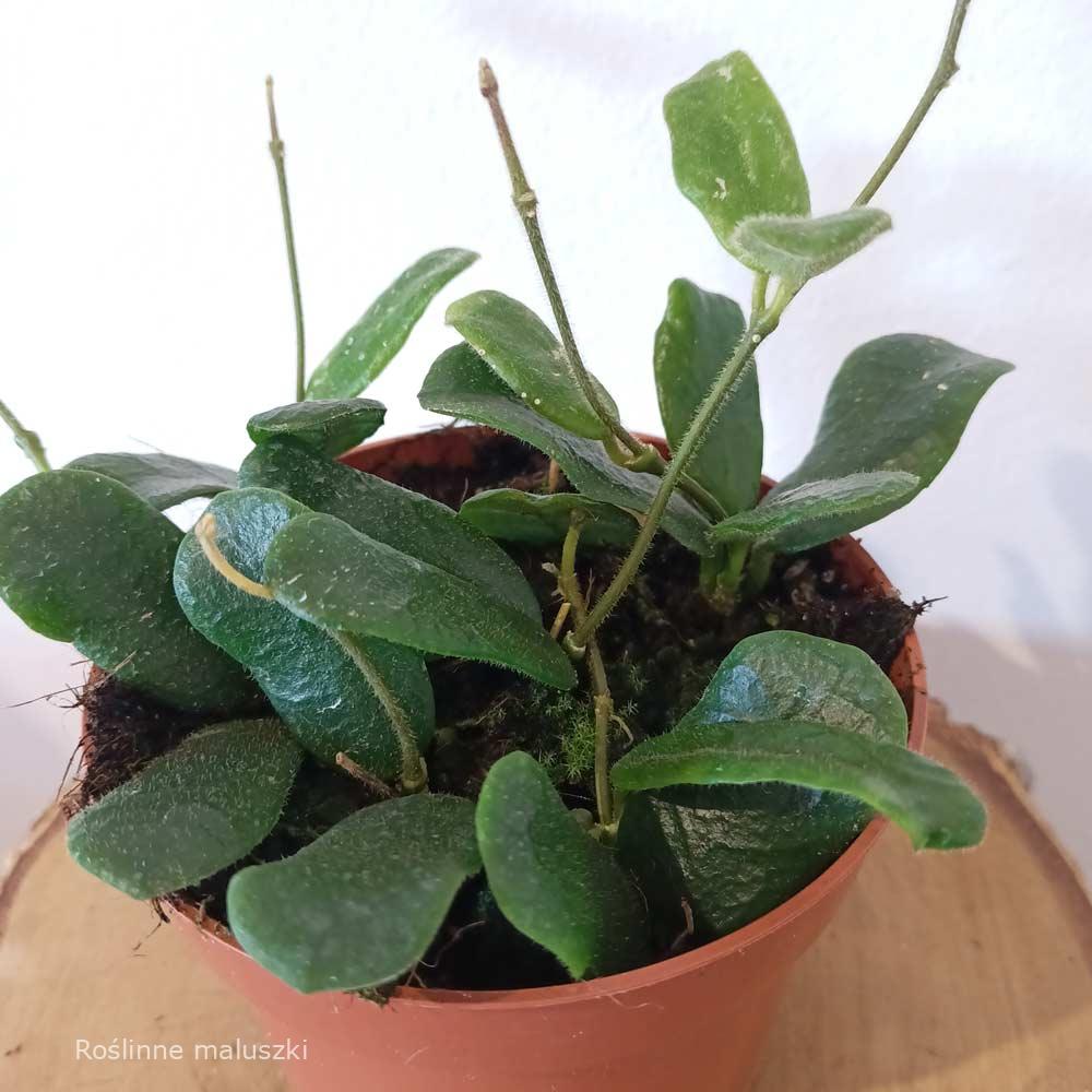 Hoya Rotundiflora