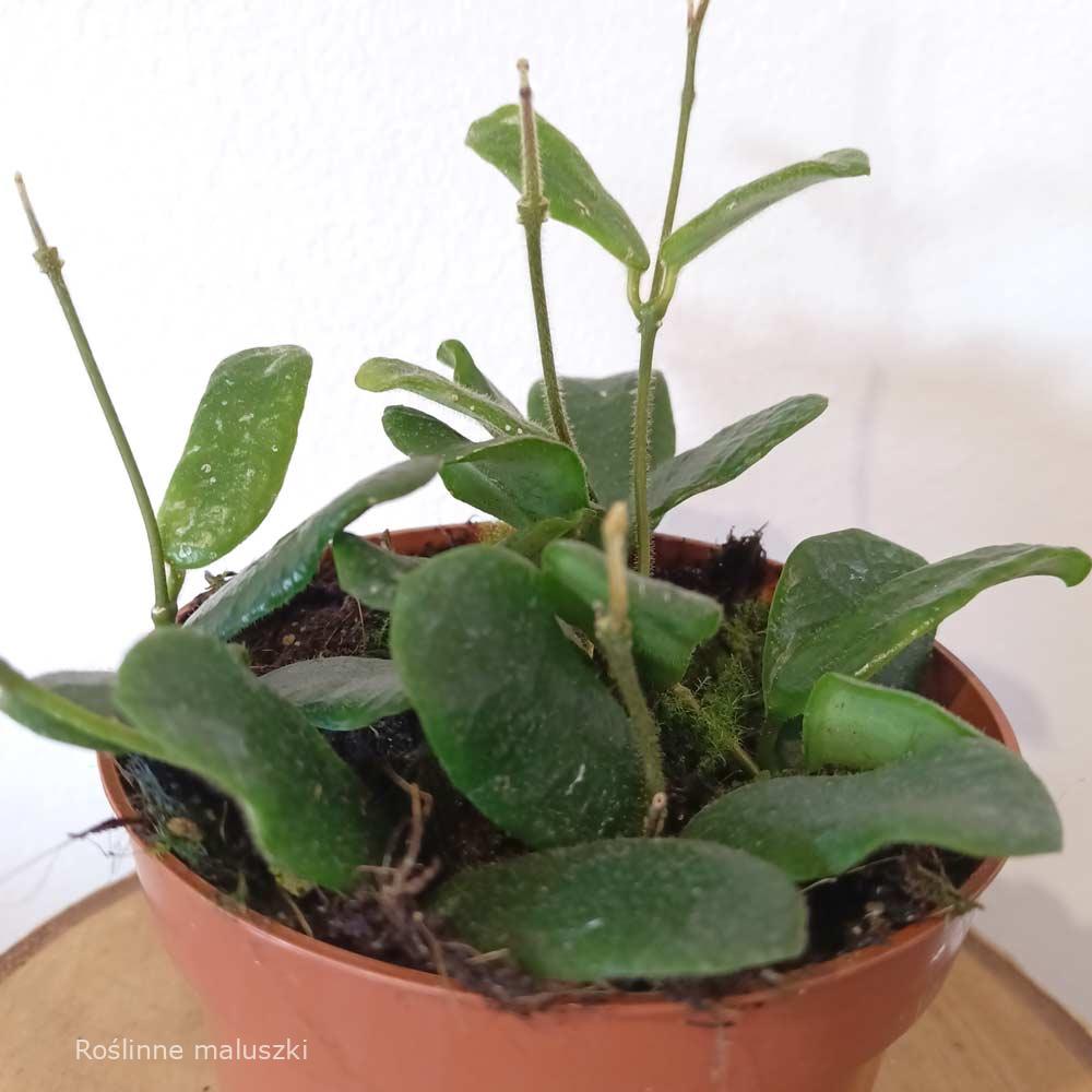 Hoya Rotundiflora