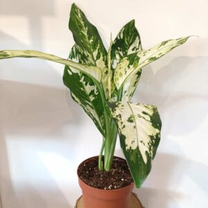 Dieffenbachia Yellow Star