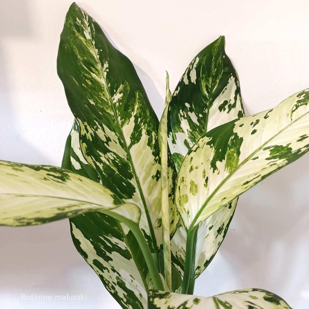 Dieffenbachia Yellow Star