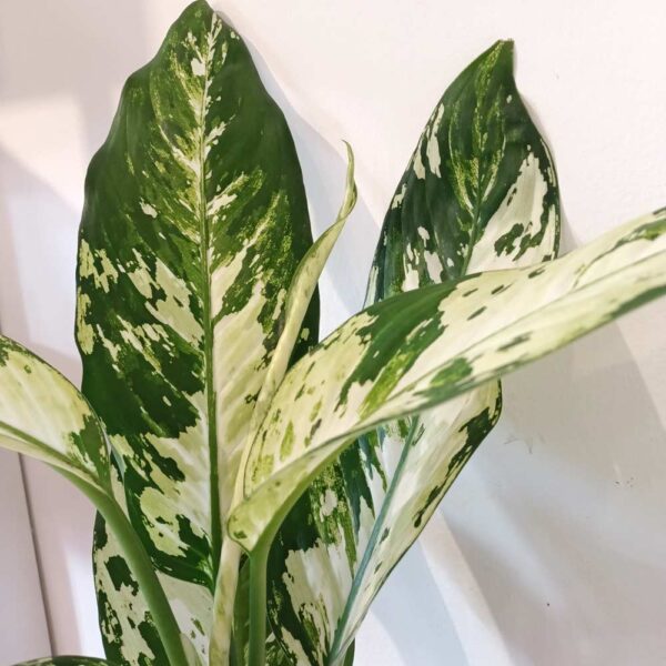 Dieffenbachia Yellow Star