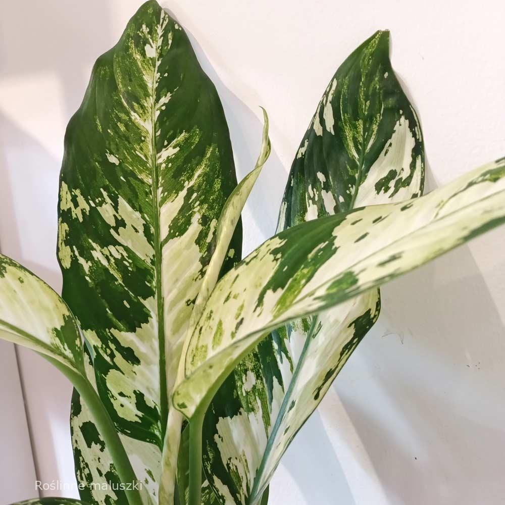 Dieffenbachia Yellow Star