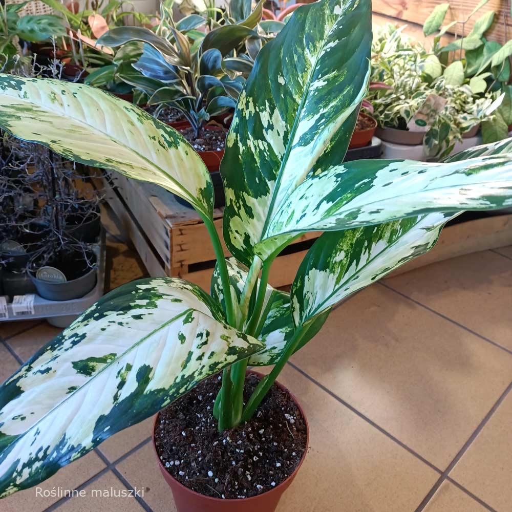 Dieffenbachia Yellow Star