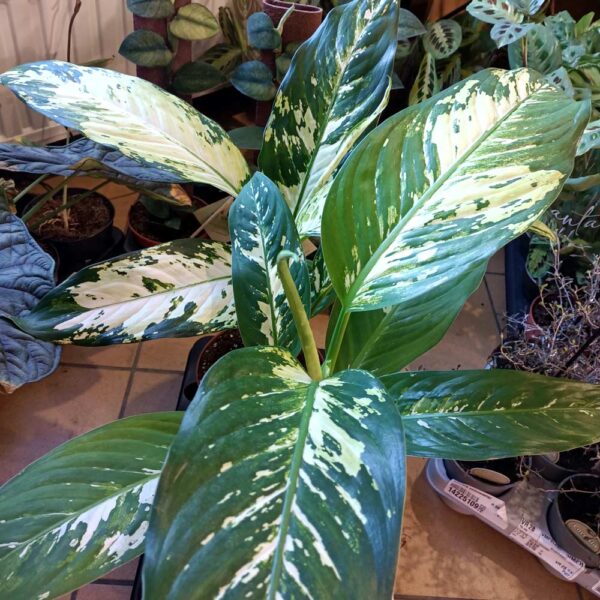 Dieffenbachia Yellow Star