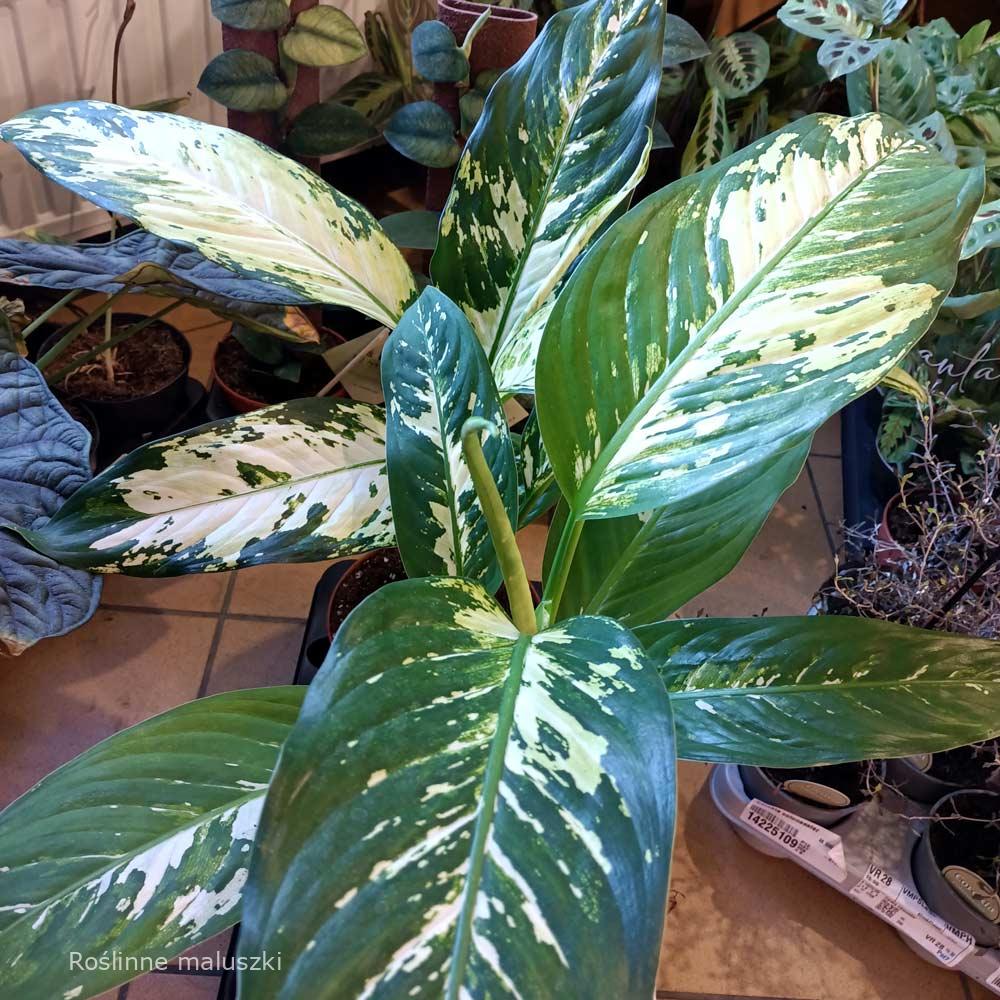 Dieffenbachia Yellow Star