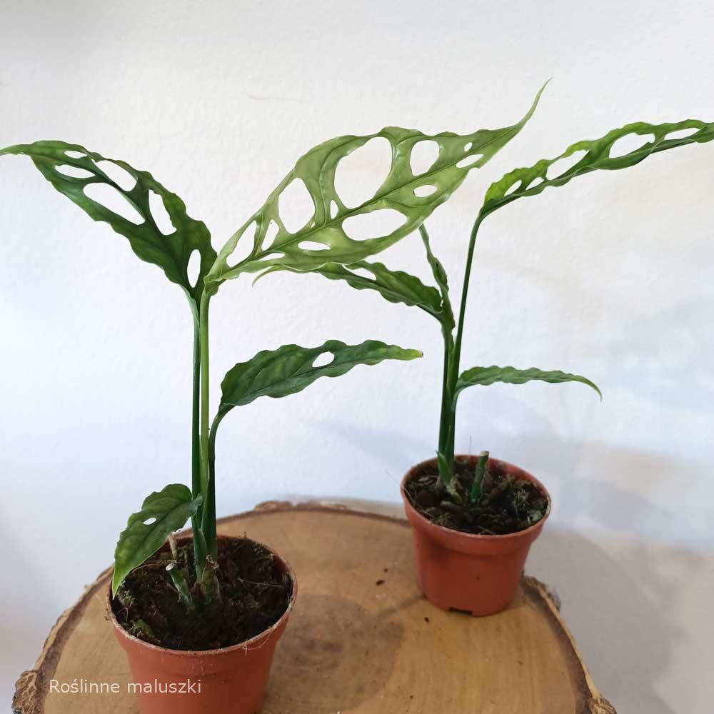 Monstera obliqua Leichtlinii