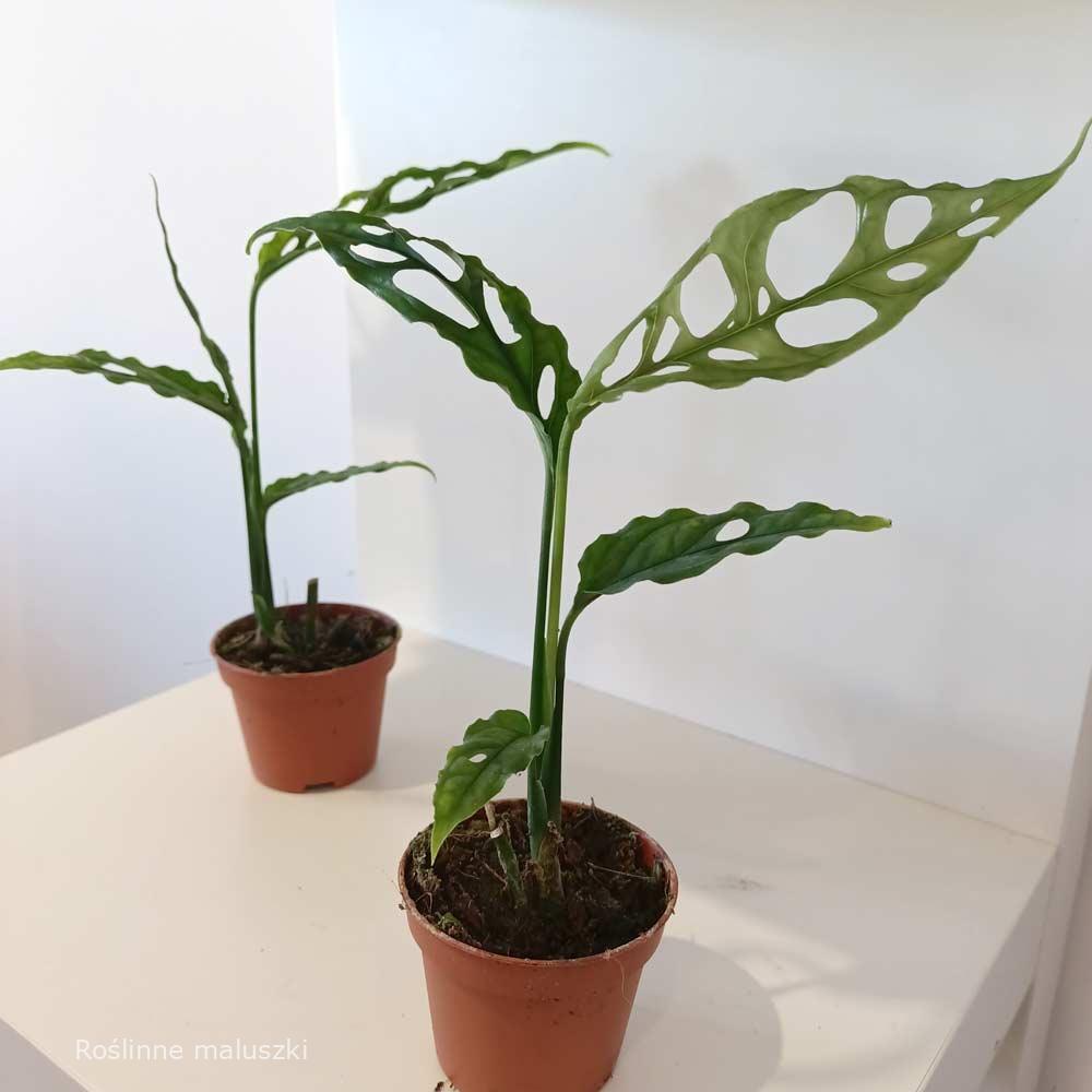 Monstera obliqua Leichtlinii