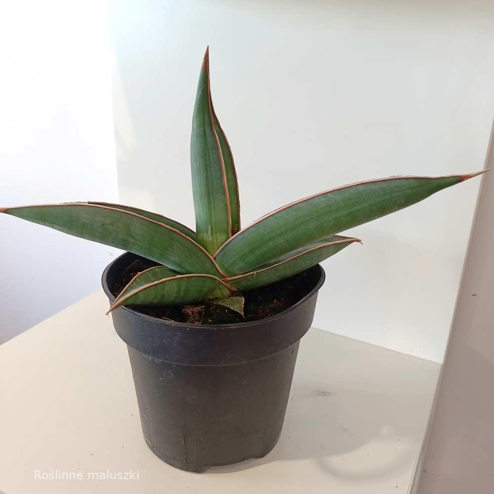 Sansevieria Almond Silver