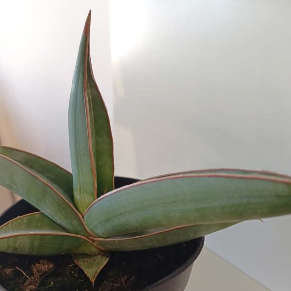 Sansevieria Almond Silver