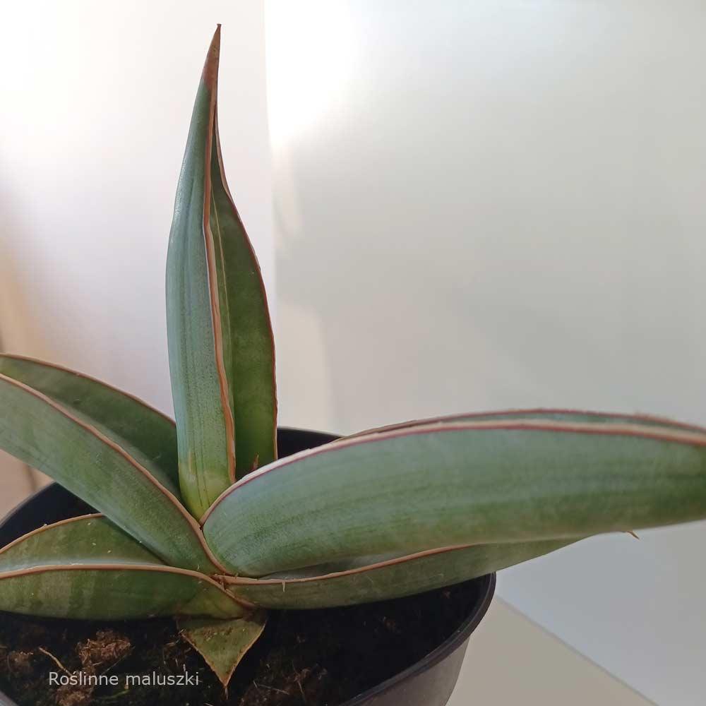 Sansevieria Almond Silver