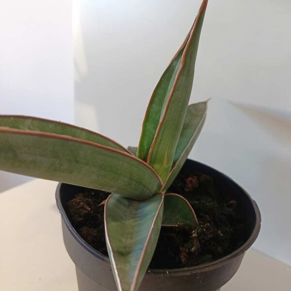 Sansevieria Almond Silver