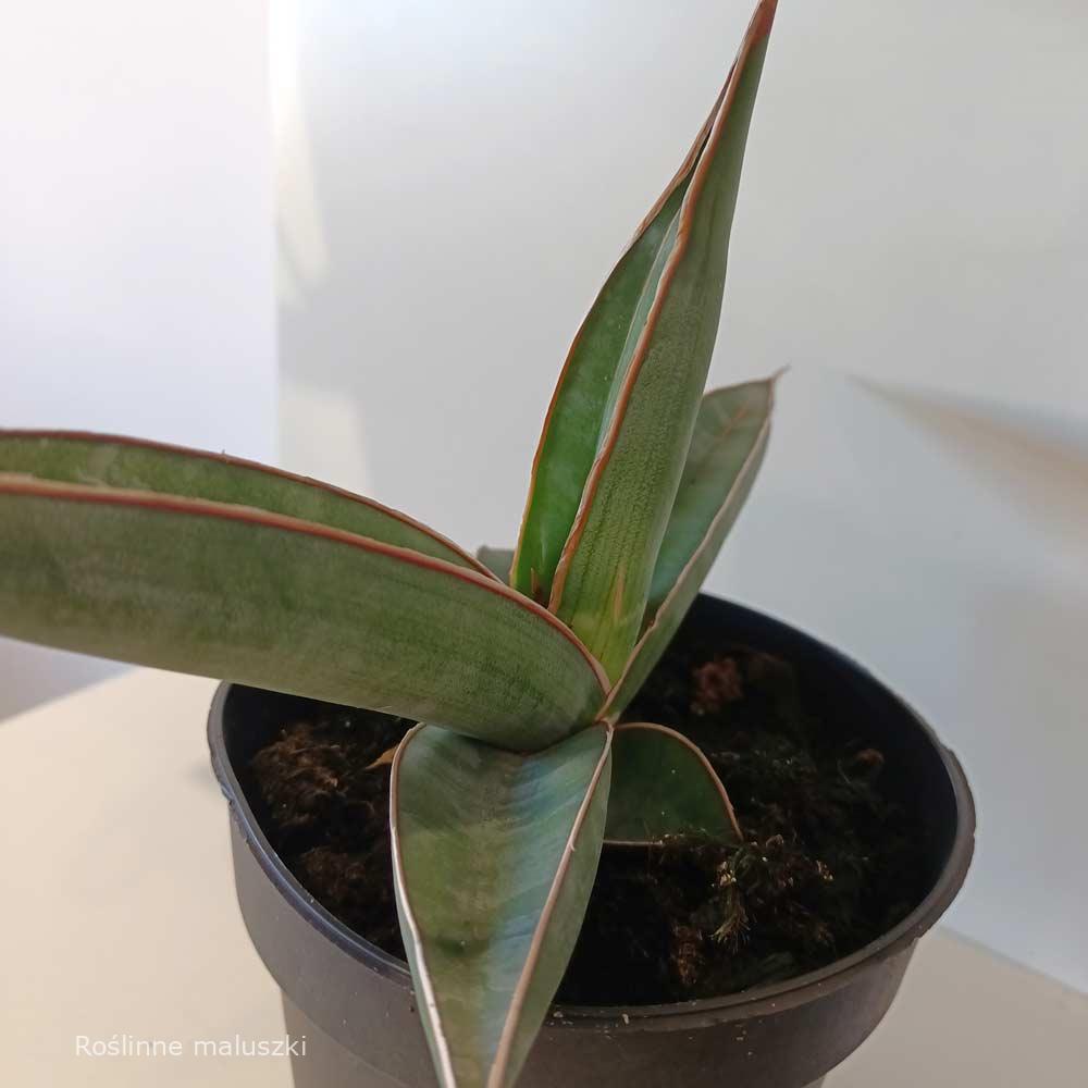 Sansevieria Almond Silver