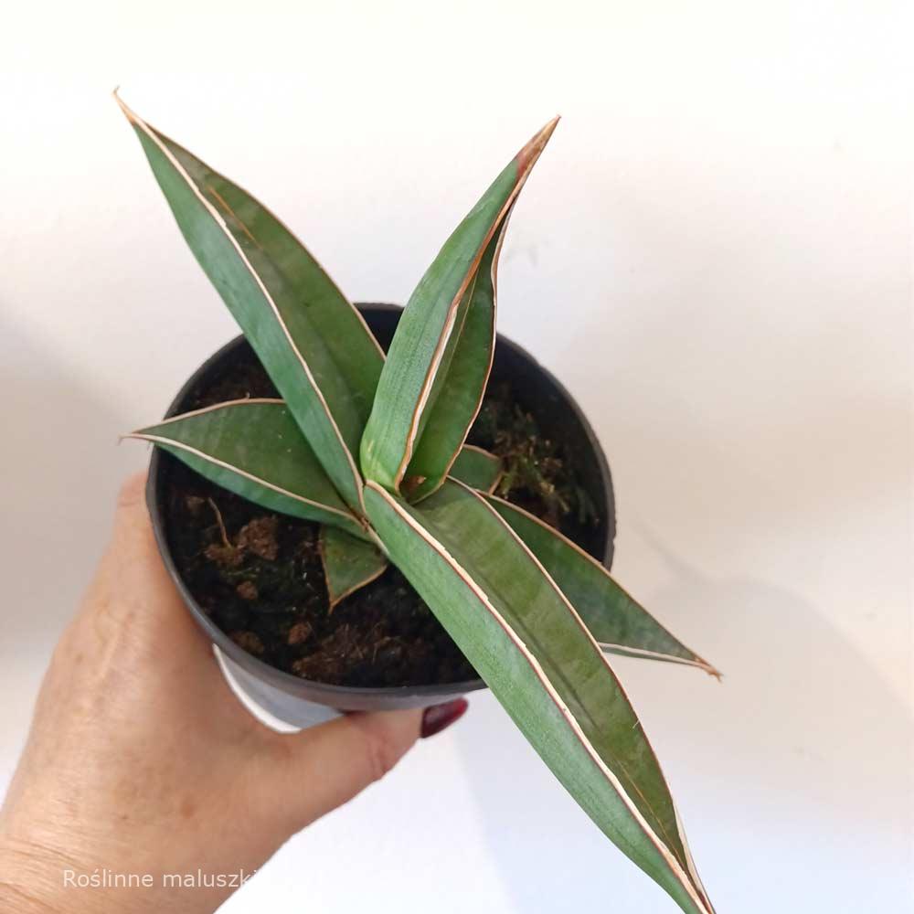 Sansevieria Almond Silver