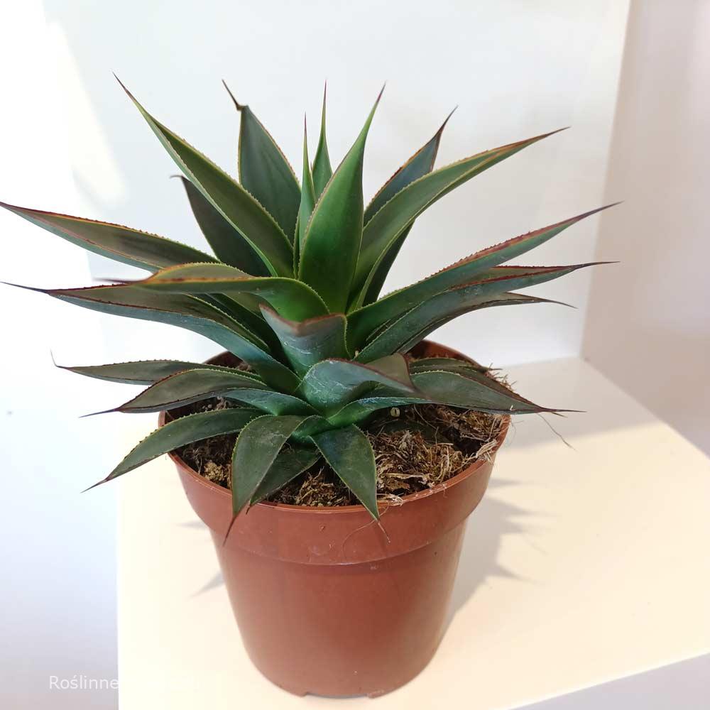 Agave Shaka Koko