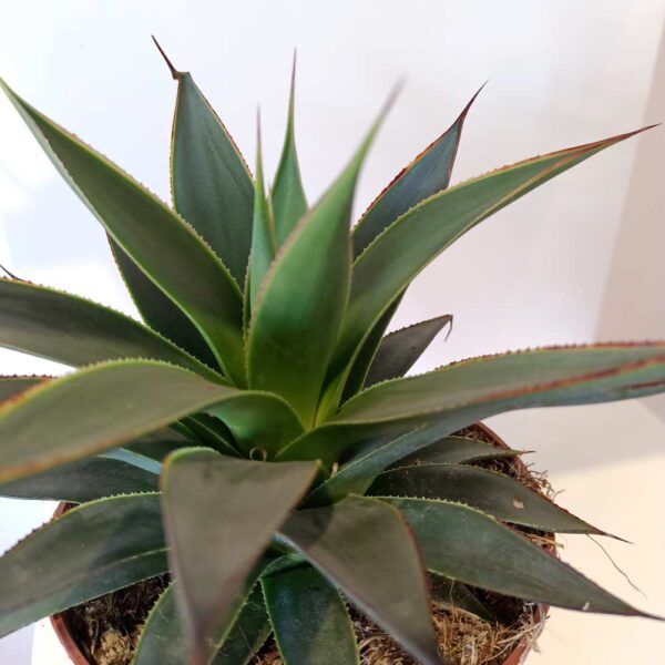 Agave Shaka Koko