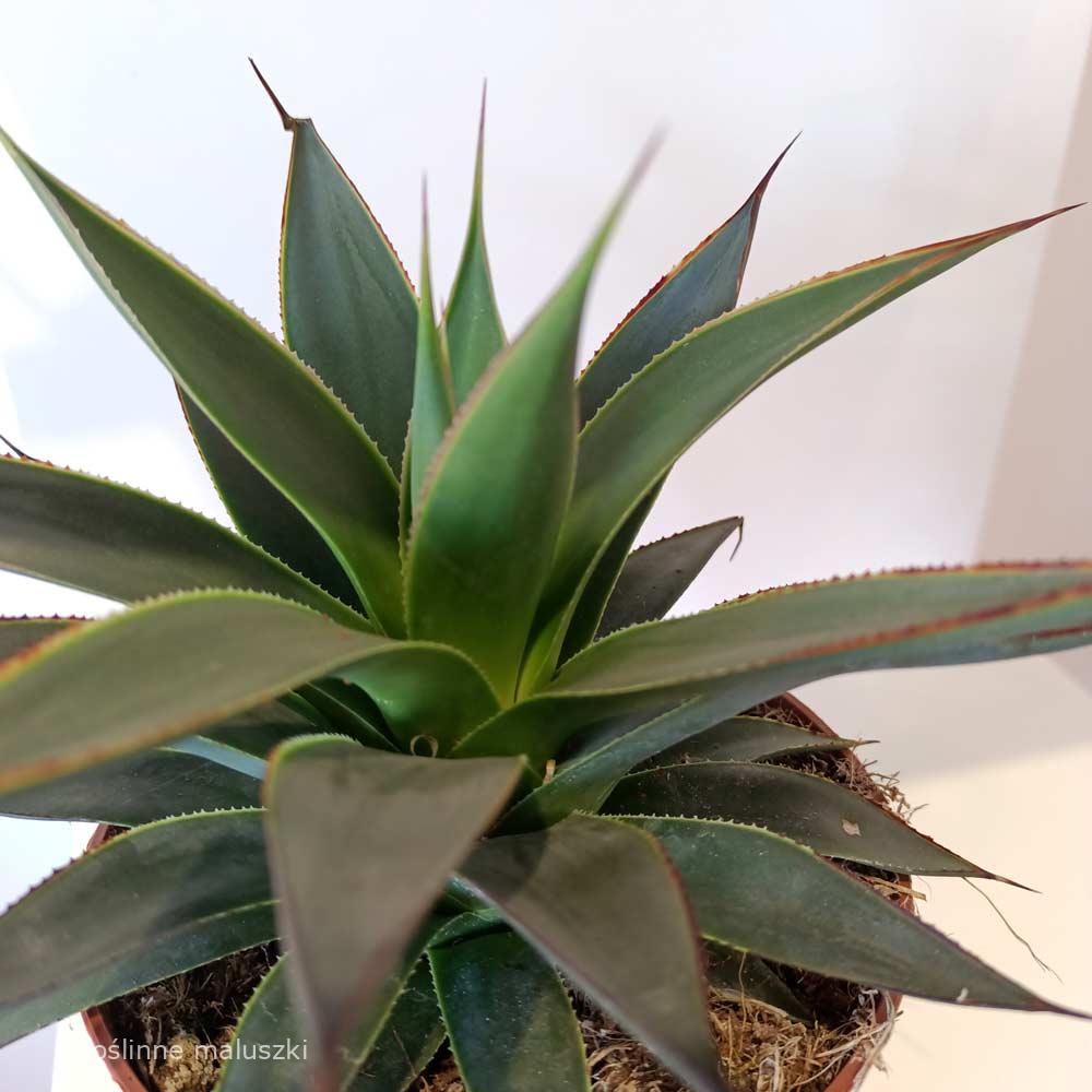 Agave Shaka Koko