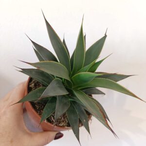 Agave Shaka Koko