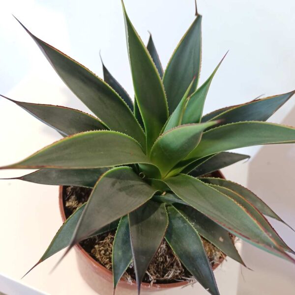 Agave Shaka Koko