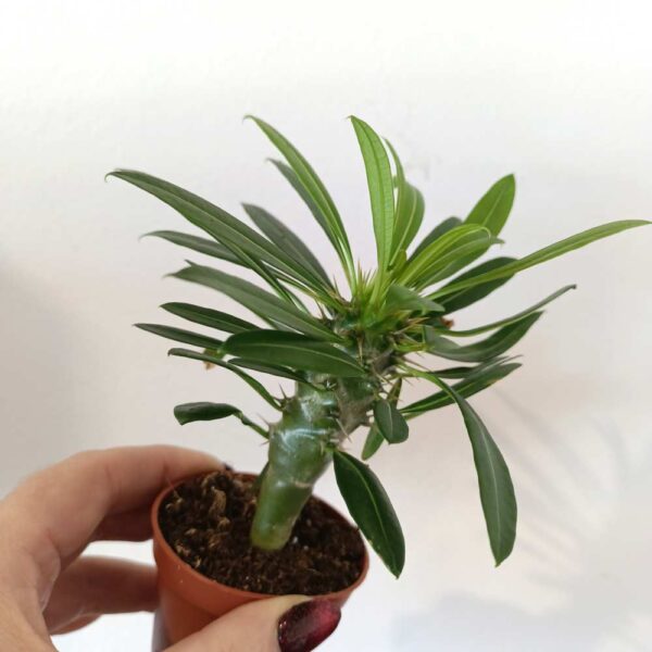 Palma Madagaskaru - Pachypodium lamerei