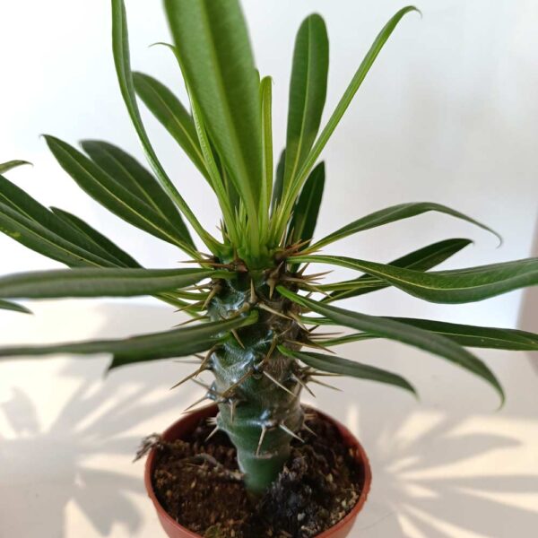 Palma Madagaskaru - Pachypodium lamerei