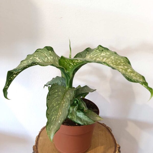 Dieffenbachia Tropical Tiki (difenbachia)