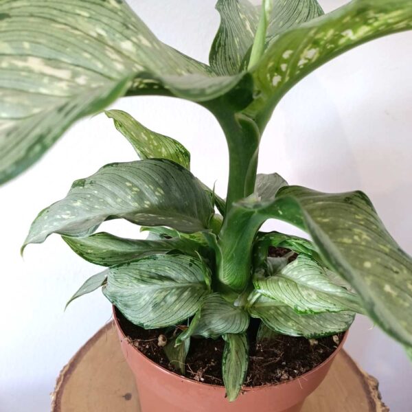 Dieffenbachia Tropical Tiki (difenbachia)