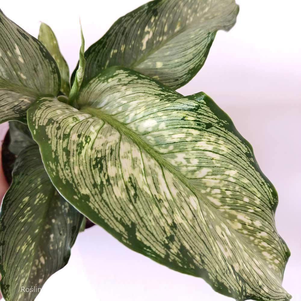 Dieffenbachia Tropical Tiki (difenbachia)