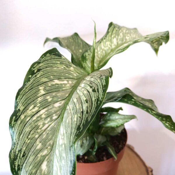 Dieffenbachia Tropical Tiki (difenbachia)