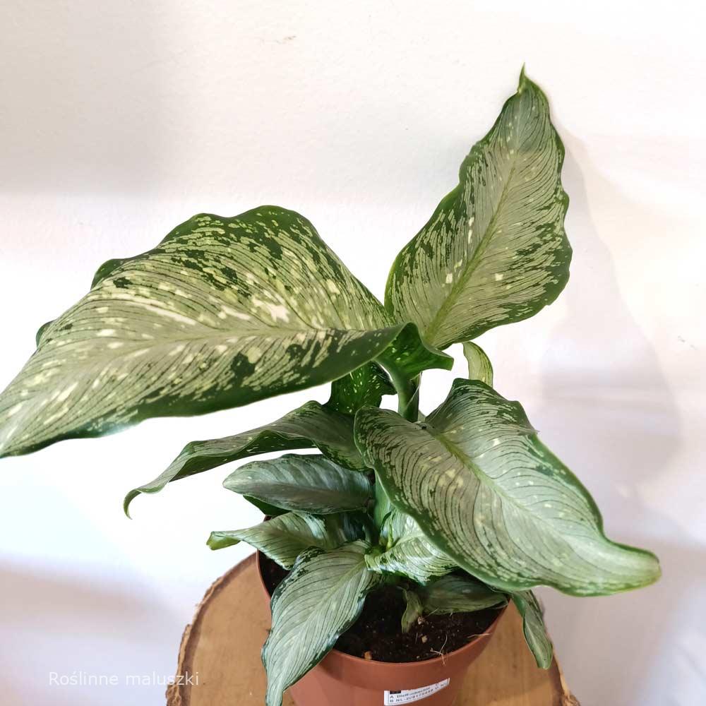 Dieffenbachia Tropical Tiki (difenbachia)