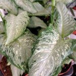 Dieffenbachia Tropical Tiki (difenbachia)