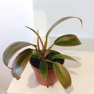 Filodendron Florida Bronze