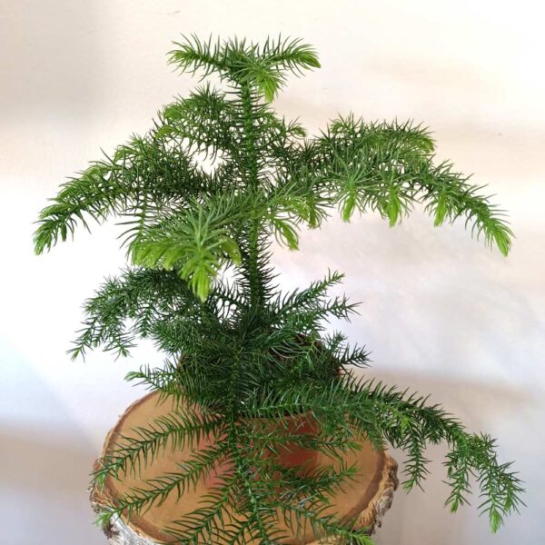 Araucaria heterophylla