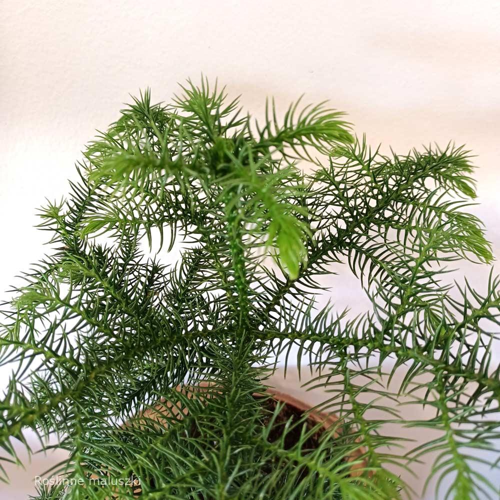 Araucaria heterophylla