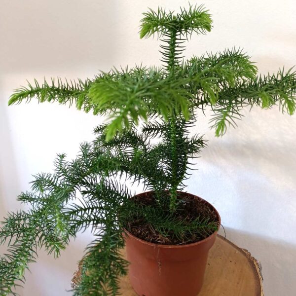 Araucaria heterophylla