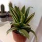 Sansevieria gwinejska Golden Hahnii