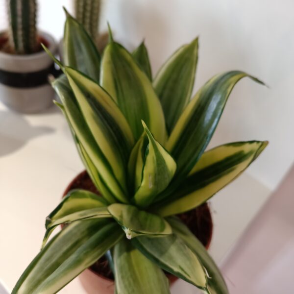 Sansevieria gwinejska Golden Hahnii