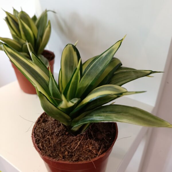 Sansevieria gwinejska Golden Hahnii