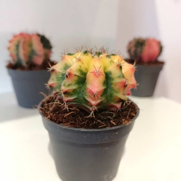 Gymnocalycium Mihanovichii variegata