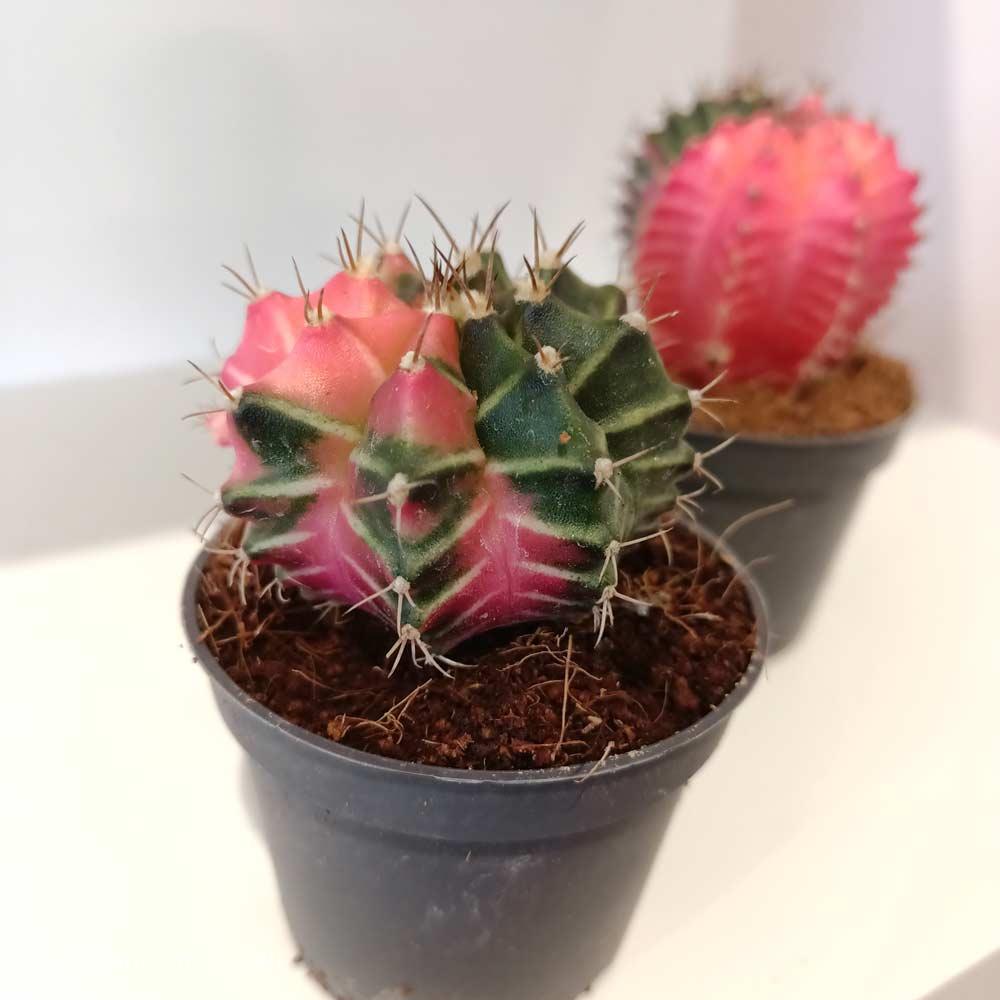 Gymnocalycium Mihanovichii variegata