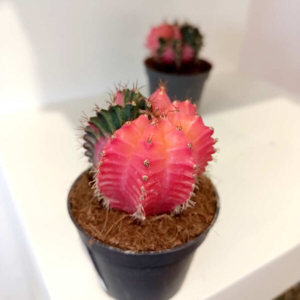 Gymnocalycium Mihanovichii variegata