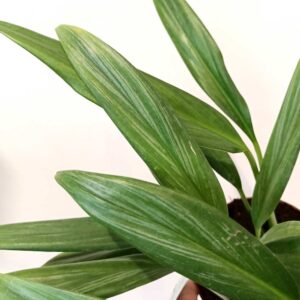 Epipremnum Silver Stripe