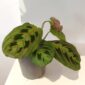 Maranta Fascinator Tricolor