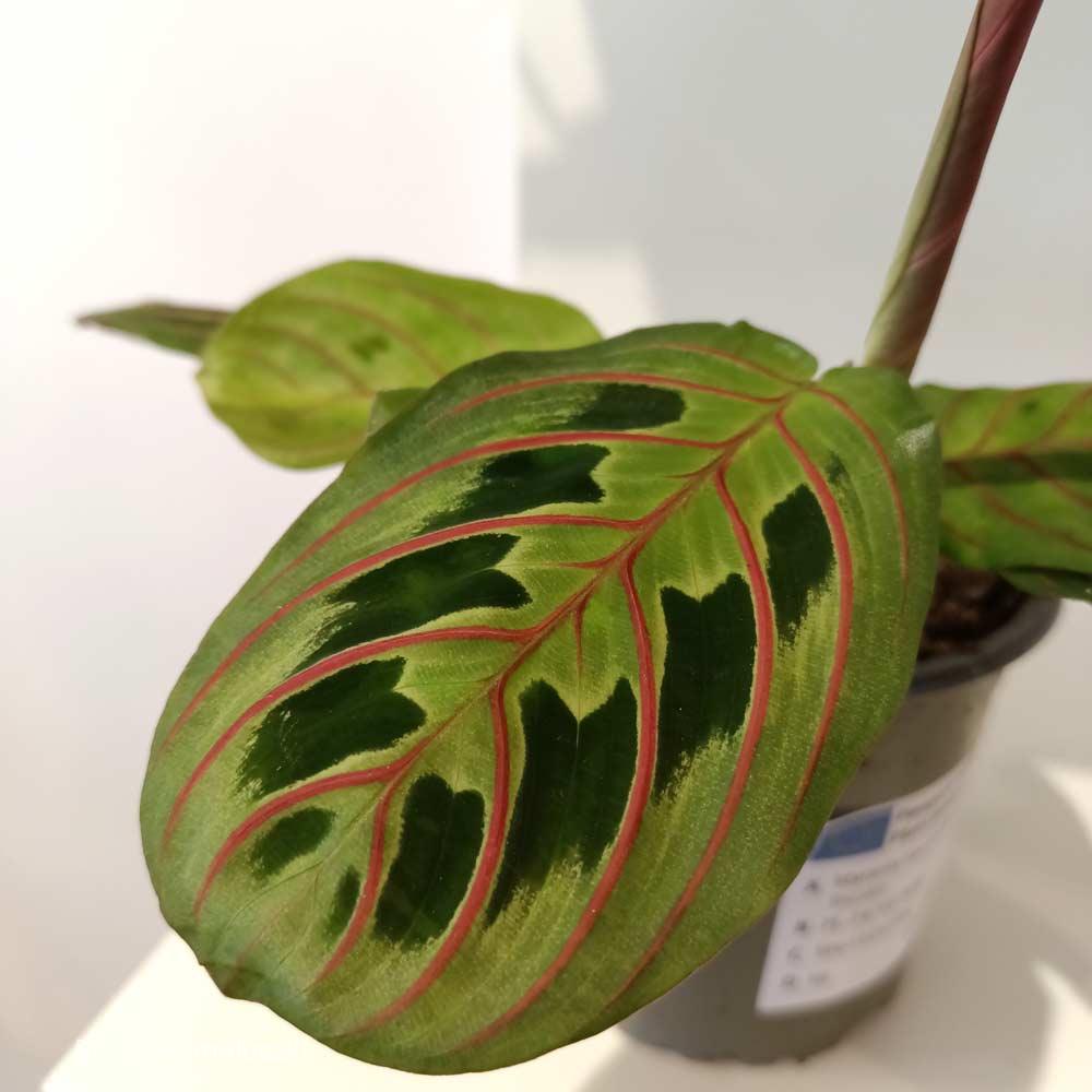 Maranta Fascinator Tricolor