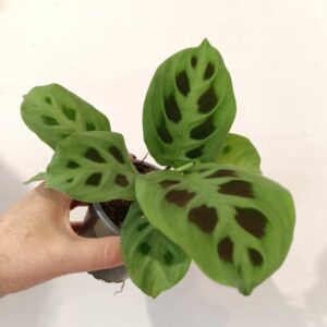 Maranta Kerchoveana