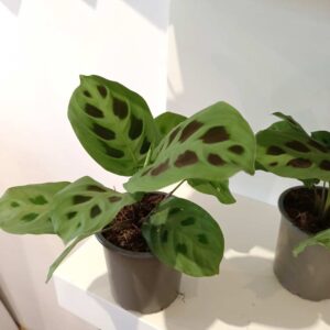 Maranta Kerchoveana