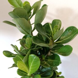 Adenium obesum - Róża Pustyni