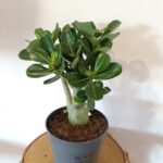 Adenium obesum - Róża Pustyni